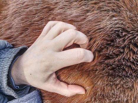 Farmer hand on horse body, close up. Outside live horse in mountain farm. 