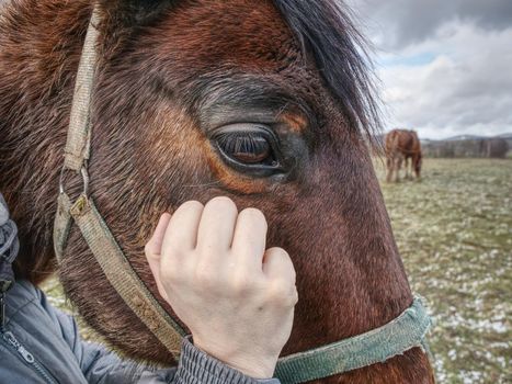 Check of winterizing of horse. Horses acclimated to cold temperatures often prefer and are better off outdoors