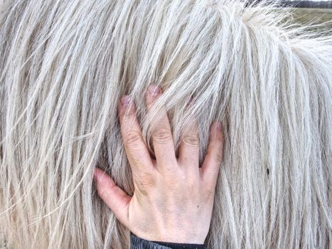 Check of winterizing of horse. Horses acclimated to cold temperatures often prefer and are better off outdoors