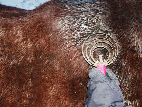 Caring for a horse fur. Woman brushing with lint and dust brush winter horse fur.