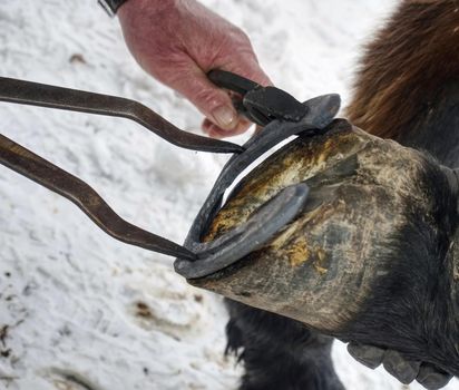 Smoking flaming horse hoof under hot horseshoe. Farrier placing hot shoe on horses hoof.