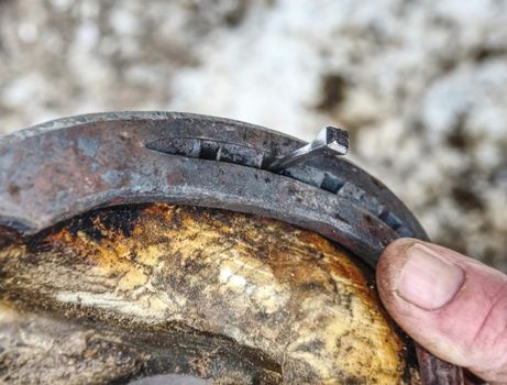 Blacksmith nails new horse shoe onto prepared and burnt hoof. Winter morning in horse farm. Traditional animal care