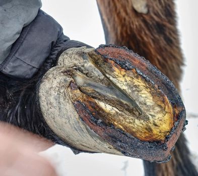 Farrier is trimming ceratin from horse hoof. Danger traditional job.  Horse keep hoof on steel tripod.