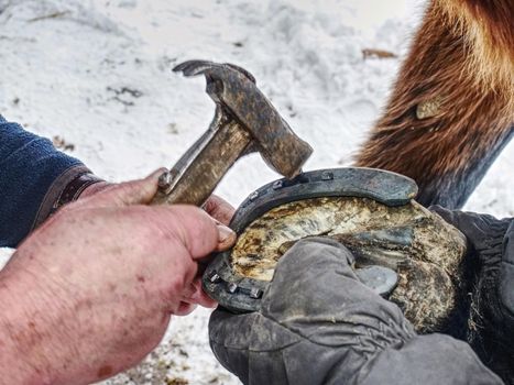 Farrier use nail and hammer on new forged horsesshoe  on horse hoof, close up on the nail in hand 