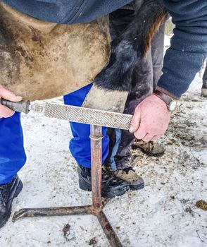 Blacksmith hands  fits a horse shoe to horse hoof with a rasp.