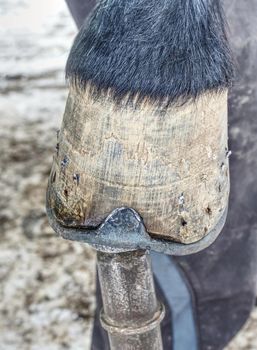 Blacksmith cut of long spiky ends of steel nail in horse hoof after setting new horseshoes.