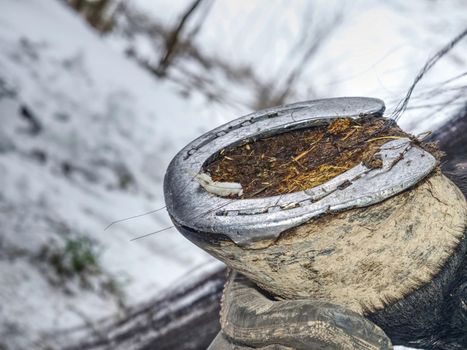 Removing of worn out horseshoes within snowy ground in background. Horse care on village farm. traditional life