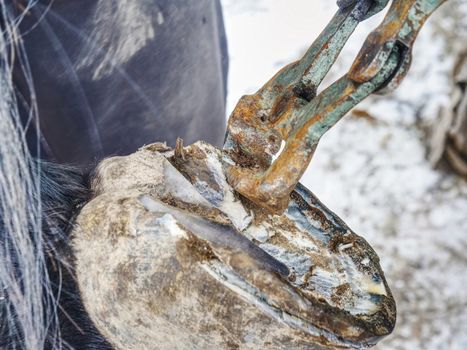 Farrier used cutting pliers for removing old horse shoe from legs. Danger tradition works. Animal care in horse farm