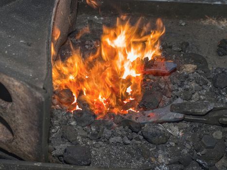 Heating of horse hooves in small forge. Farrier hold in pliers red hoof between hot coals.