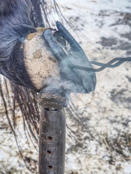 Detail of puting hot horse shoe onto hoof with curved pliers. Traditional horse shoeing process. 