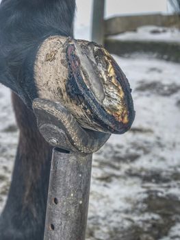 Smoking flaming horse hoof under hot horseshoe. Farrier placing hot shoe on horses hoof.