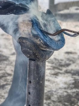 Detail of puting hot horse shoe onto hoof with curved pliers. Traditional horse shoeing process. 