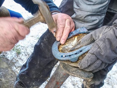 Farrier is nailing up new horseshoe on hoof. Skilled man replaced worn out horse shoe with new one.
