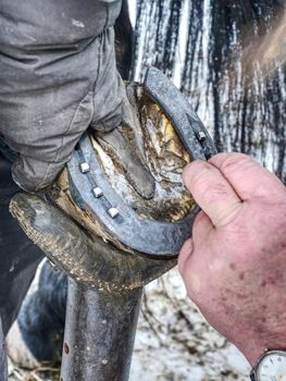 Farrier use nail and hammer on new forged horsesshoe  on horse hoof, close up on the nail in hand 