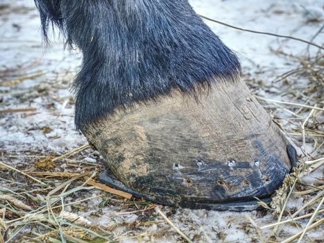 Hooves with horseshoes horse with shoted legs. Legs of the horse.