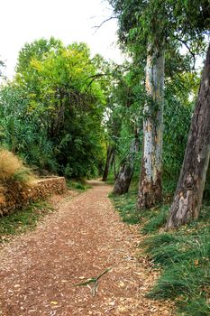 Path that goes into leafy forest in Chelva, Spain