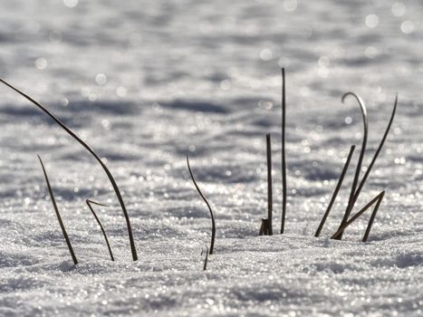 Frozen grass stalks stick out from meadow in the winter.  Shinning of ice crystals.