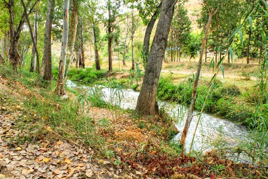 River passing along leafy forest in Chelva, Valencia, Spain