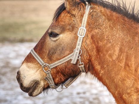 Head of horse in detail. Close up view.  Domestic old horse.