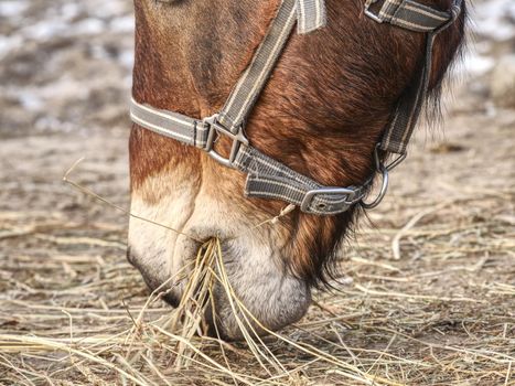 Head of horse in detail. Close up view.  Domestic old horse.