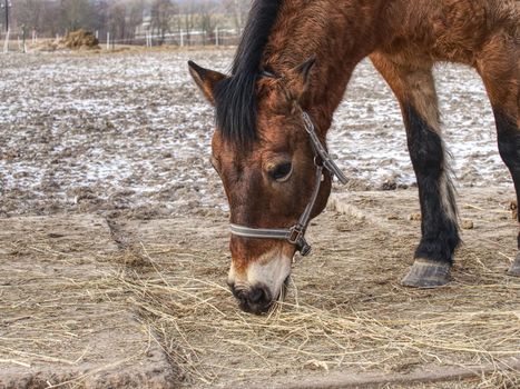 Detail of brown horse head in farm paddock. Animal has warm thicj fur at the end of winter