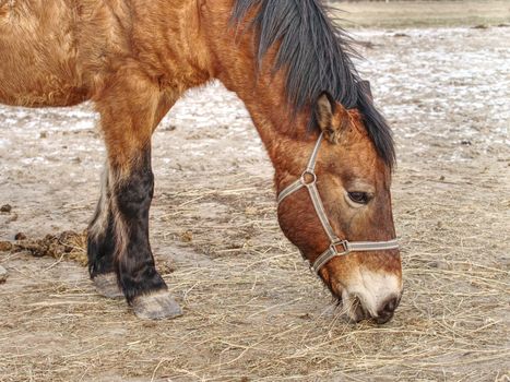 Detail of brown horse head in farm paddock. Animal has warm thicj fur at the end of winter