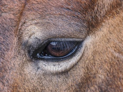 Winter fur skins of horse. Pony hair detail on body of real animal