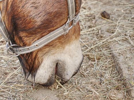 Brown horse head. Horse walks in the farm meadow or field.