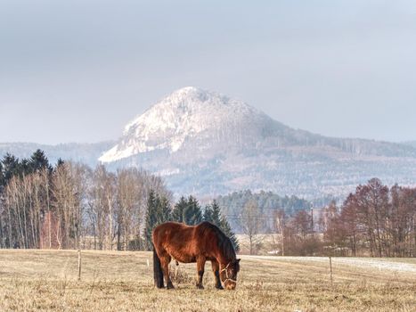 Brown horse on farm pasture. Landscape with brown horse grazing on old brown pasture. Horse eating in a rural landscape.