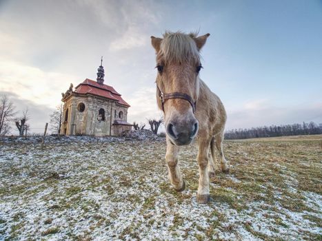 Old horses feeding in the mountain valley. In the background  chapel at peak of hill 