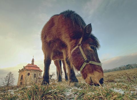Horse near church or chapel near village. Extreme wide lens effect.