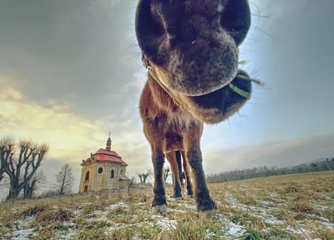 Spring view to pasture with old horse. Small village chapel with red roof and bell tower. 