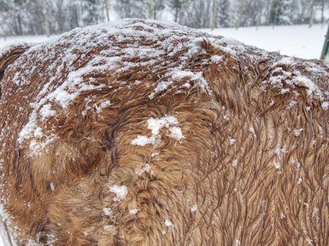 Warm winter hair of horses standing behing the electric fence in heavy snowfall. Mountain farm animals  in the winter. Horses in blizzard. 