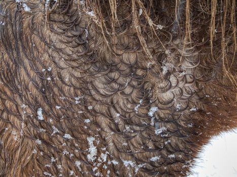 Curly fur rings in winter horse hair. Wet hairs with snow covered wolves in drops of water.