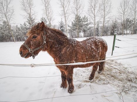 Horse with brown winter fur stay in snowy paddock. Winter cold weather with falling big wet snowflakes