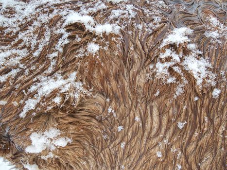 Horses hair  snow-covered by wet snowflakes, mountain pasture under falling snow.