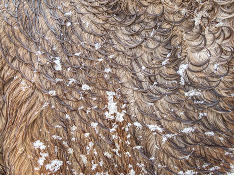 Curly fur rings in winter horse hair. Wet hairs with snow covered wolves in drops of water.