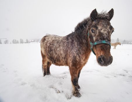 Brown horse standing on snow covered field while gentle snowing, view from front, blurred trees