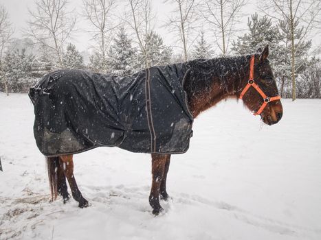 Old brown horse in farm paddock curiously looks at the camera. Snowing and paddock is covered with wet snow