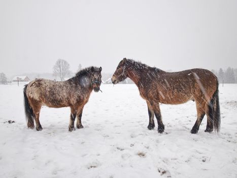 Horse with brown winter fur stay in snowy paddock. Winter cold weather with falling big wet snowflakes