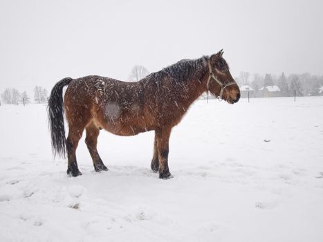 Old brown horse in farm paddock curiously looks at the camera. Snowing and paddock is covered with wet snow