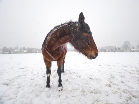 Brown horse standing on snow covered field while gentle snowing, view from front, blurred trees
