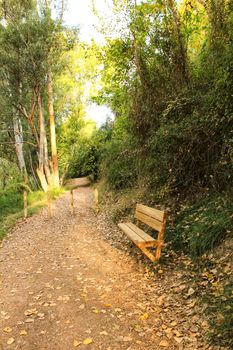 Path and bench in the leafy forest in Chelva, Valencia, Spain