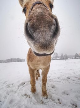 Portrait of curiouse isabella color horse in a winter snow falling. Close to horse head and smelling nostrils.  Snow is falling all around. 
