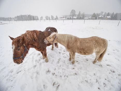 Close view to horse standing in a snow blizzard