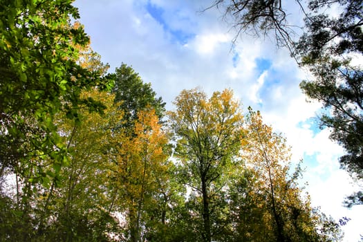 Colorful leafy forest and blue sky background in Spain