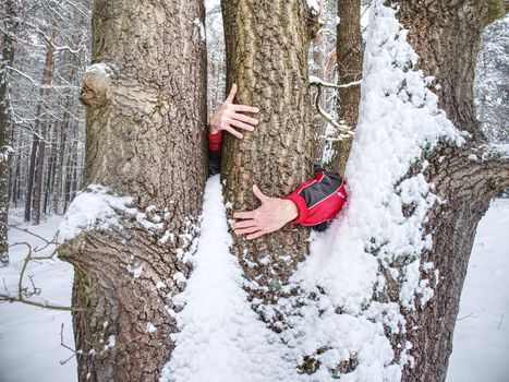 Male hands hold bark of tree trunk. Rough tree bark with snow,  leaves forest in background