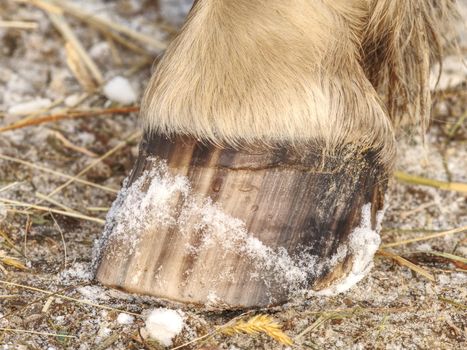 Detail of striped horse hoof od ground. Pigment stripes in basic keratin., protein of hooves