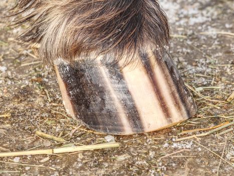 Detail of striped horse hoof od ground. Pigment stripes in basic keratin., protein of hooves