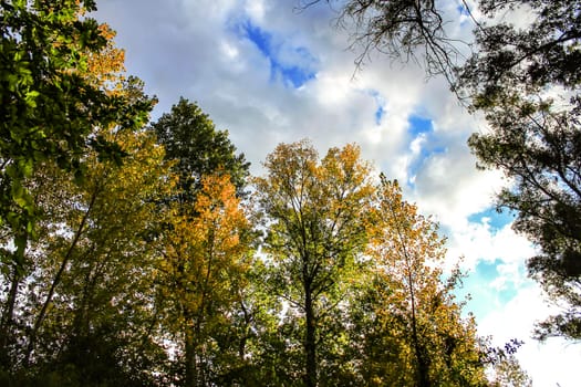 Colorful leafy forest and blue sky background in Spain